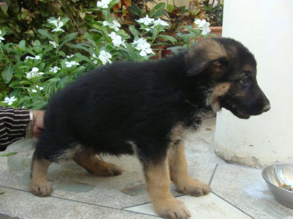 Boss von Heidelberg