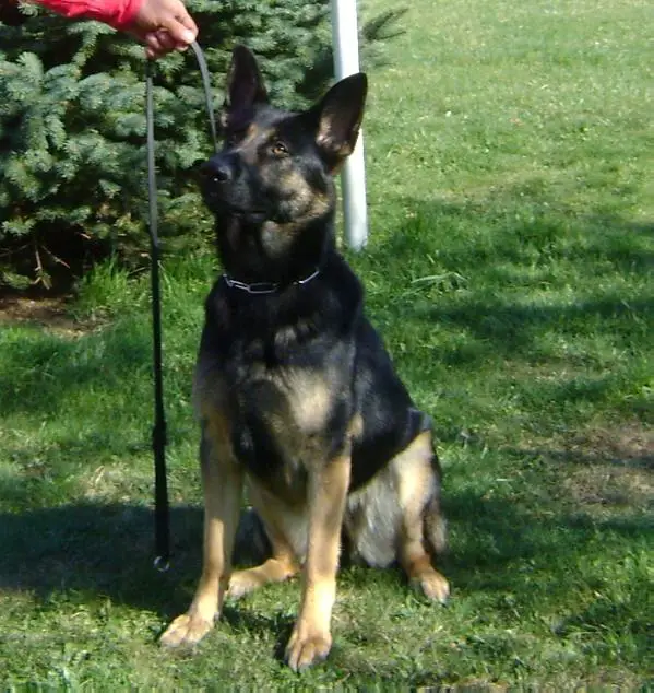 Orri Vom Haus Miller