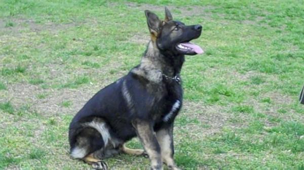Kaba's Caine