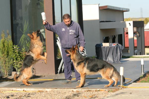 CAC, CACIB, BOB Faria von Meisterstoss