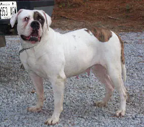Johnson's Millie Fannie Mae (Weaver's)