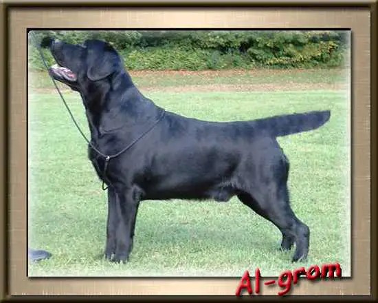 CH. Sireva Secret Agent For Foxrush