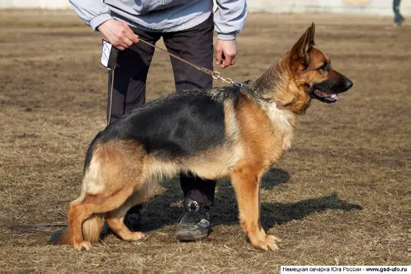 J CH RUS 2XJCH RSLNO Assauwehof Dakota