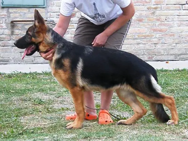 Fenja von der Schafer familien