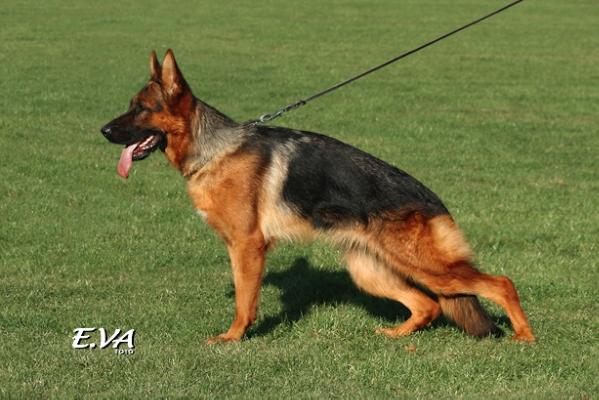 V.1 Kuckószéli Qrama