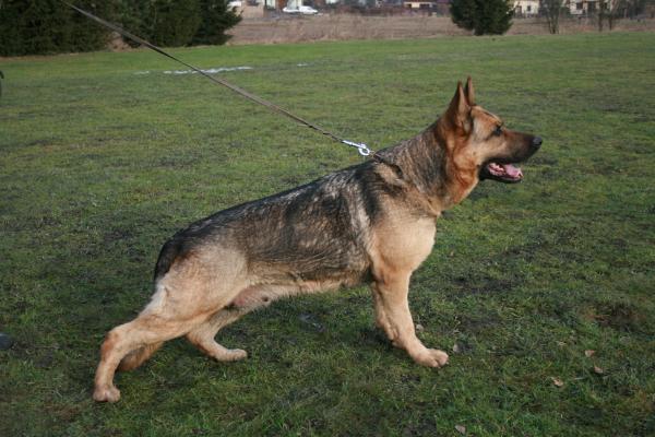 Armina z Duboveho mlyna