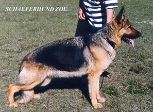Schaeferhund Zoe