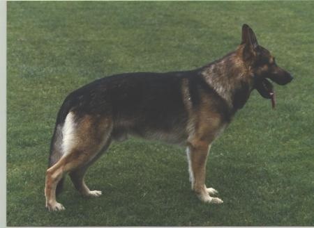 Slick Willie Williams