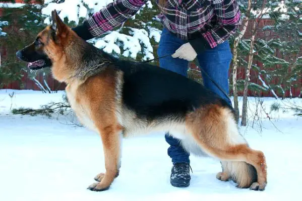 Phil vom Zellwaldrand