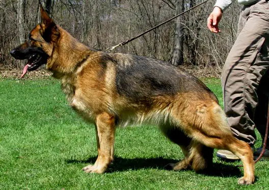 V1 Zanna Kayla von Amalaberg