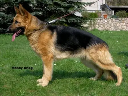 V Eika vom Haus Trafalga