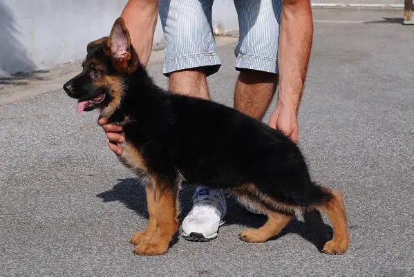 Simba degli Achei