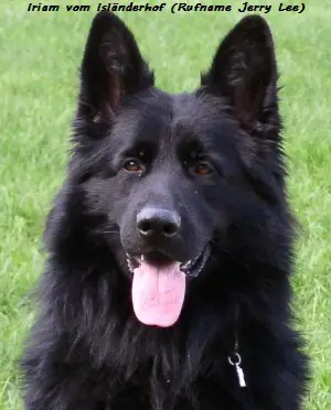 VA 1 Iriam vom Isländerhof