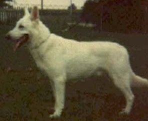 Pachesa's Jude