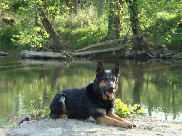 Apollo Von Der Grossen Eiche