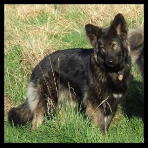 Asoka Marquesa of Llanrose