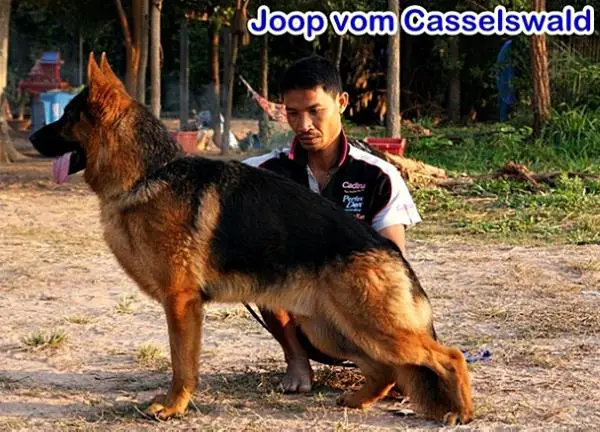 SG Joop vom Casselswald