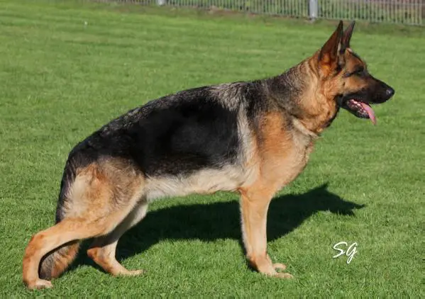 V Woogie vom Lärchenhain