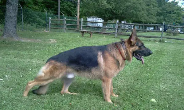 Graham Vom Zellwaldrand