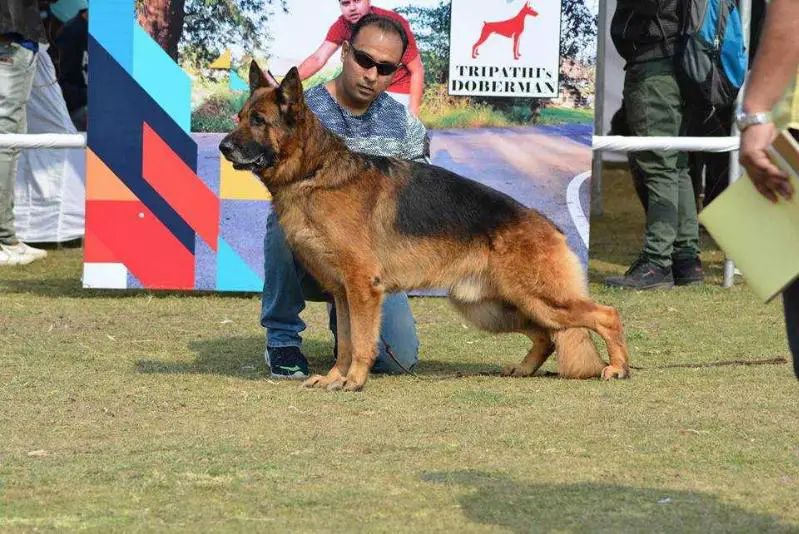 SG54  BSZS JKL-R  2011 Juri vom Stieglerhof