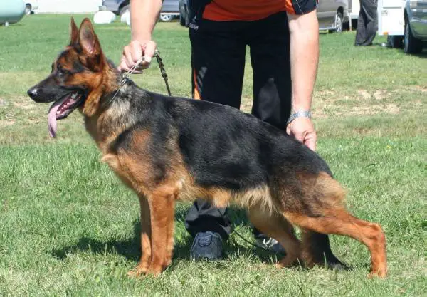 SG2 VP2 NASS 2011 Chipsi Alexander The Great