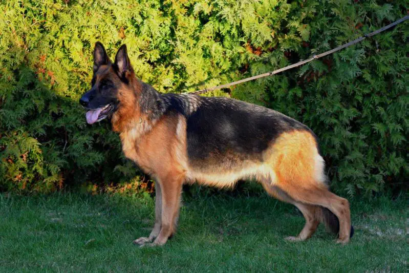 V1,CAC,CACIB, BOS, European Winner 2014 Fíbí Mo-Vake
