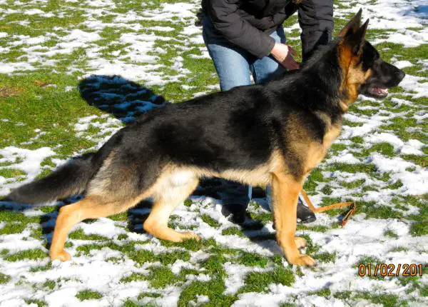 Riddick Von Der Hearts