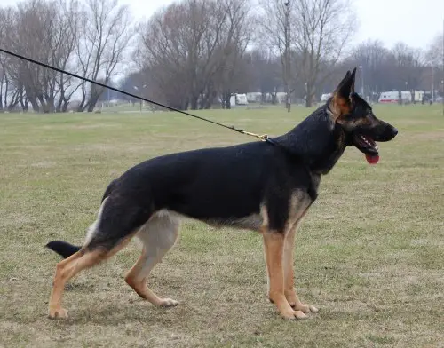 Fanta von Tjärnshaget