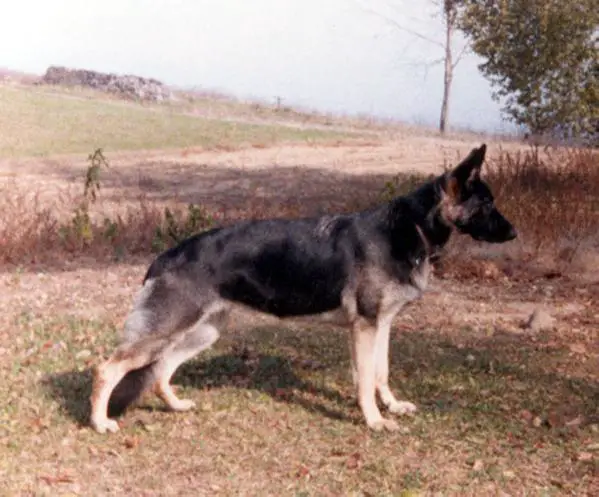 Itara vom Lerchental