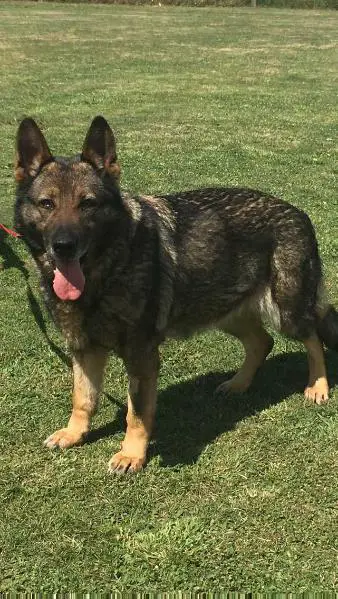 Rica z Jirkova dvora