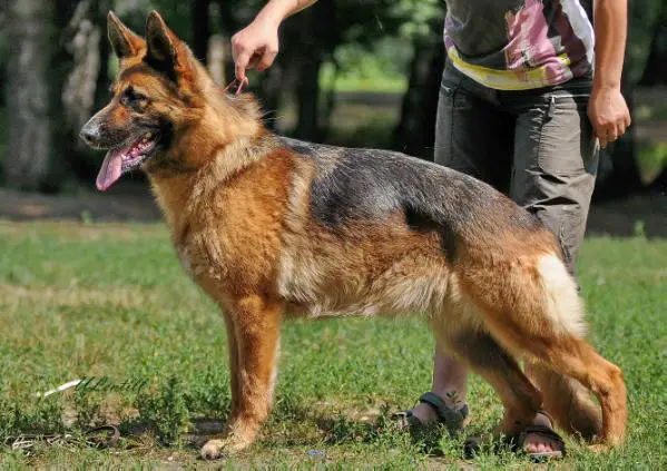 Meggi Best Ledi Gold