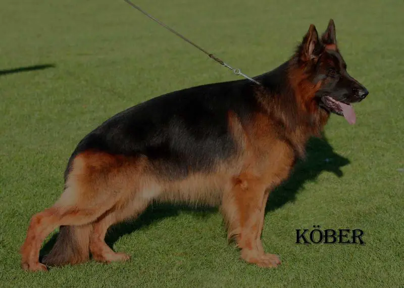 V4 BSZS 2015, many times V1 Victor von Regina Pacis