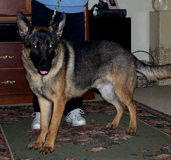 Aexal Von MartinGayle