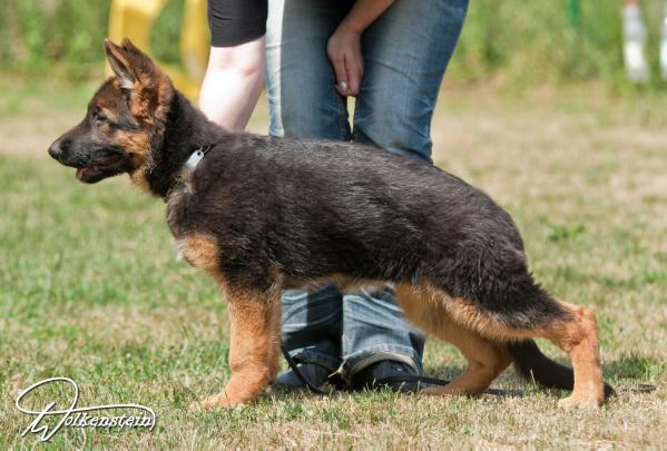 Yonka vom Wolkenstein