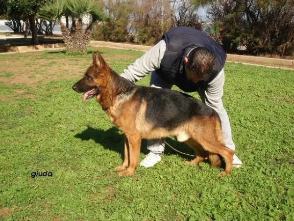 SG Flex team Torretta