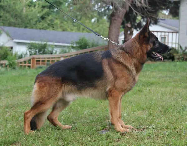 SG Igo Sadeckie Lachy