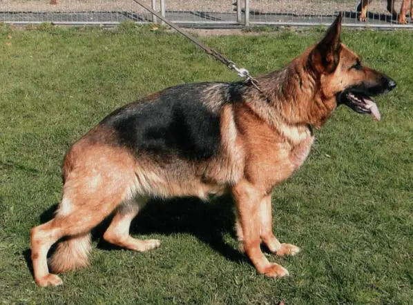 V Kati vom kleinen Mohr