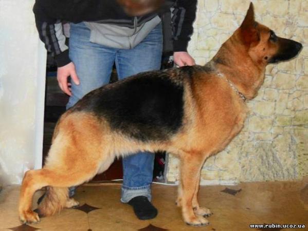 JCH UA, CH UA Zigernika Irmenal'