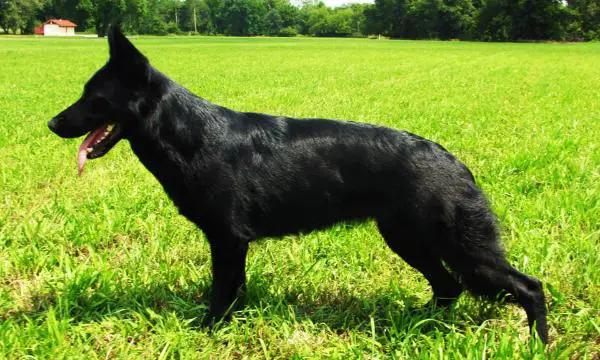 Azrael Von Der Bauerhof