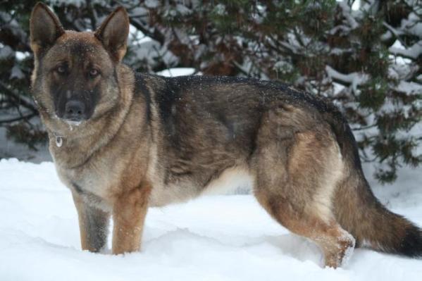 SG Hydra von der schwarzen Natter