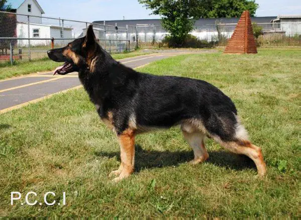 Cliff Vom Nordecker Hof