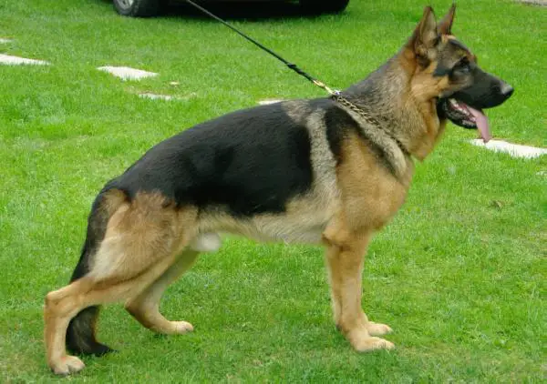 Arminius vom Zellwaldrand