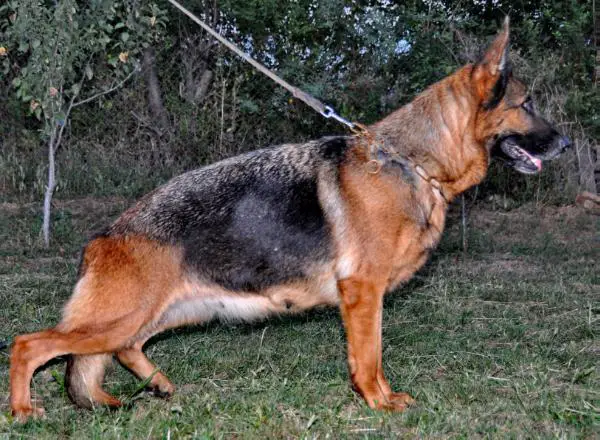 V  (HU) Helga vom Athosland