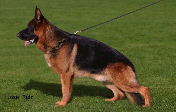 V2 SPAIN BSZ Mambo von der Zenteiche