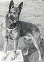 Basko van de Savannehof