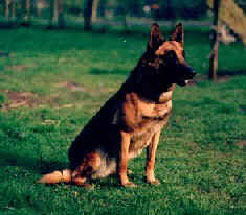 NVB CH Ika NHSB 1614667