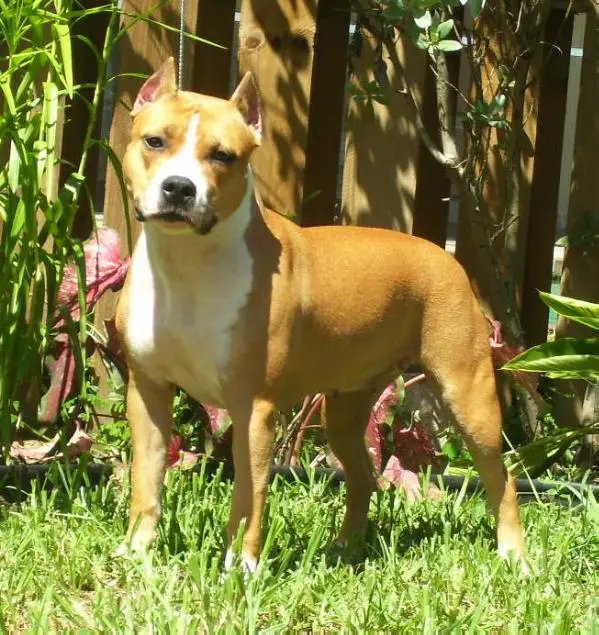 DUAL CH Aspenview SnT Fire N The Skye