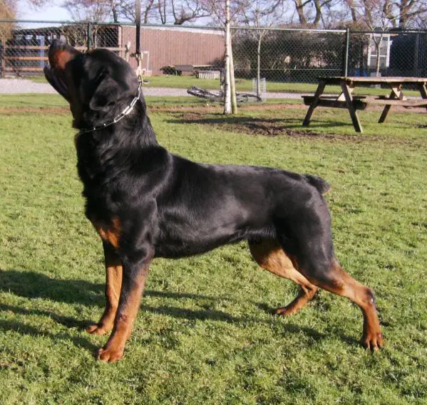 Kenmilquin Brutus