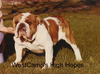 Westcamp's High Hopes (English Bulldog)