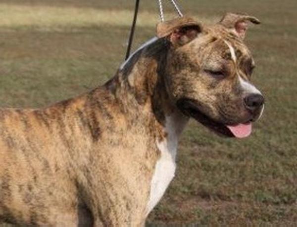 Builder'S Best Arizona